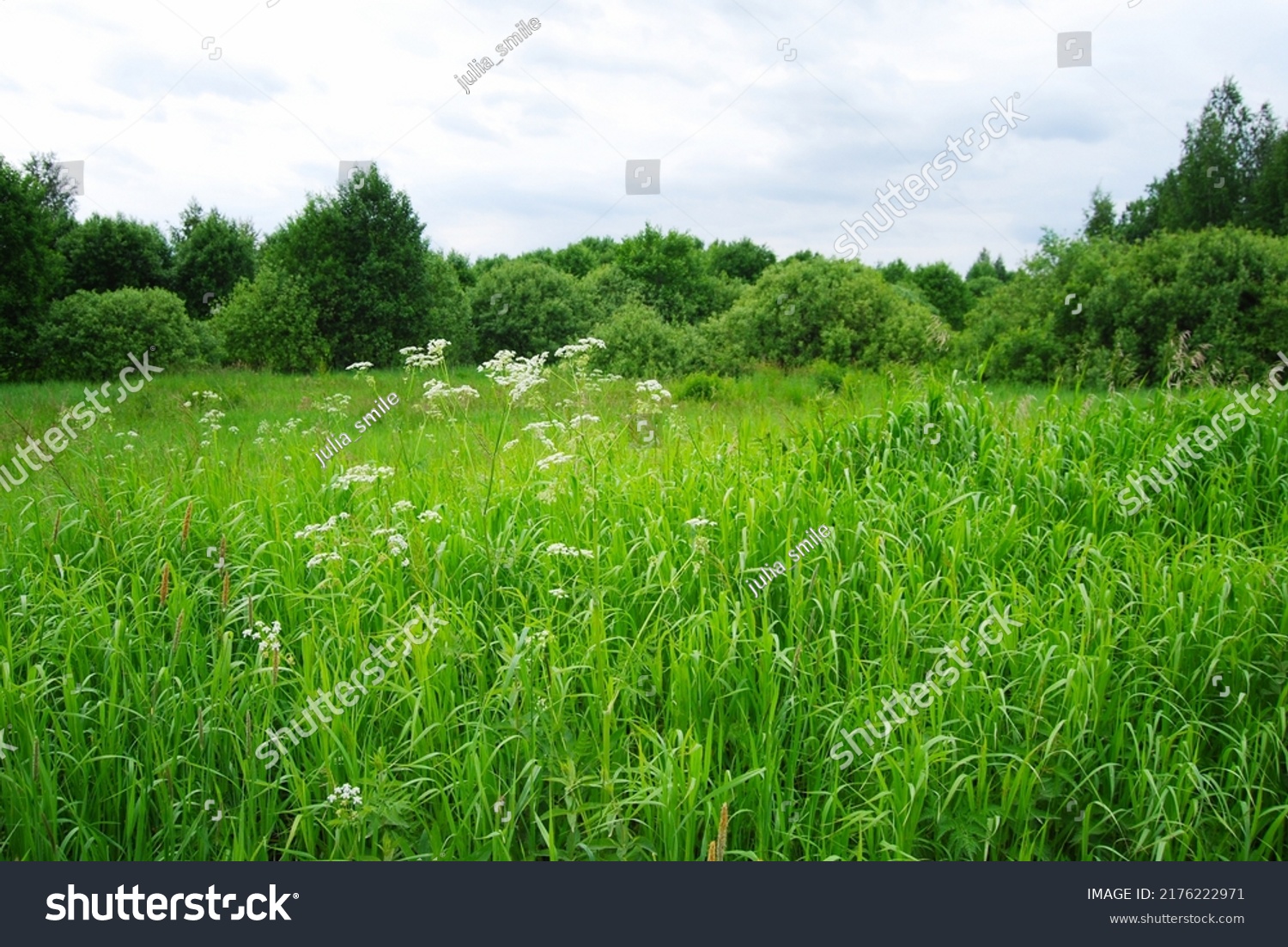 An overgrown field. White flowers in the foreground. Cloudy. Summer village landscape. Tall grass and weeds overgrown in a field. #2176222971