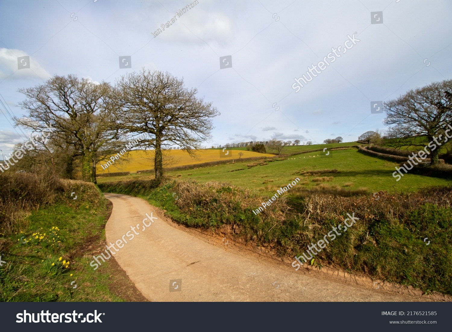 country lane and farm road in the West Country in Winter with bare trees, hedge rows, green fields and clear blue skies #2176521585