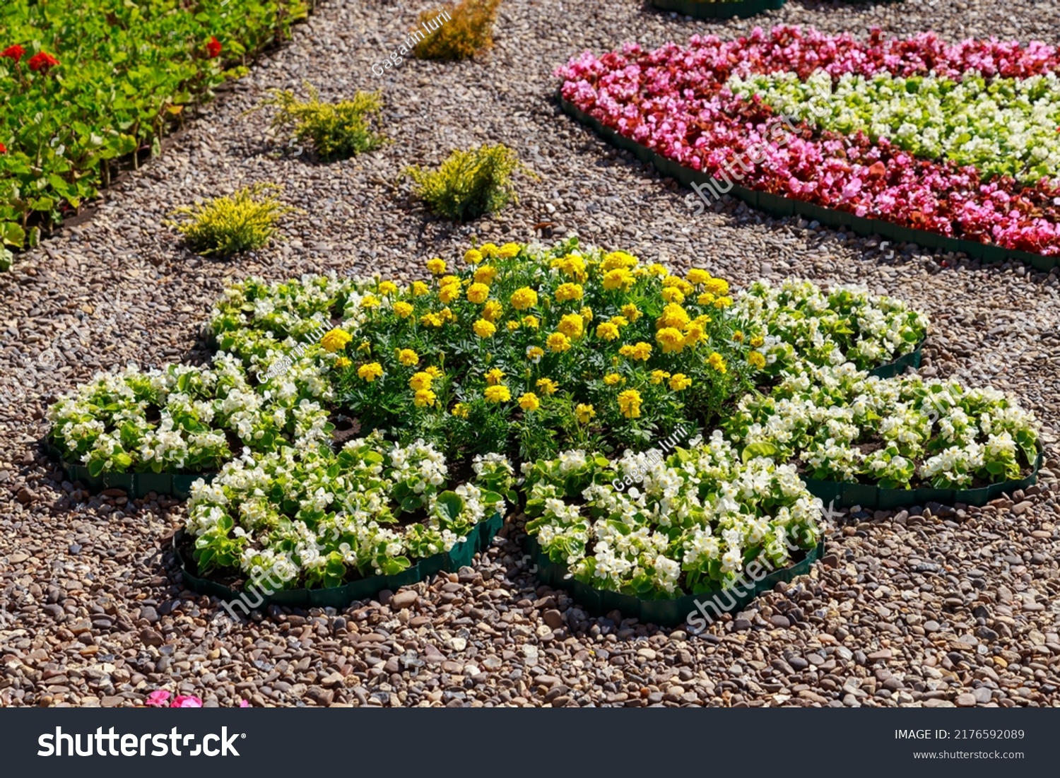 Flowerbeds of decorative floriculture in an urban environment. Background with selective focus and copy space for text #2176592089