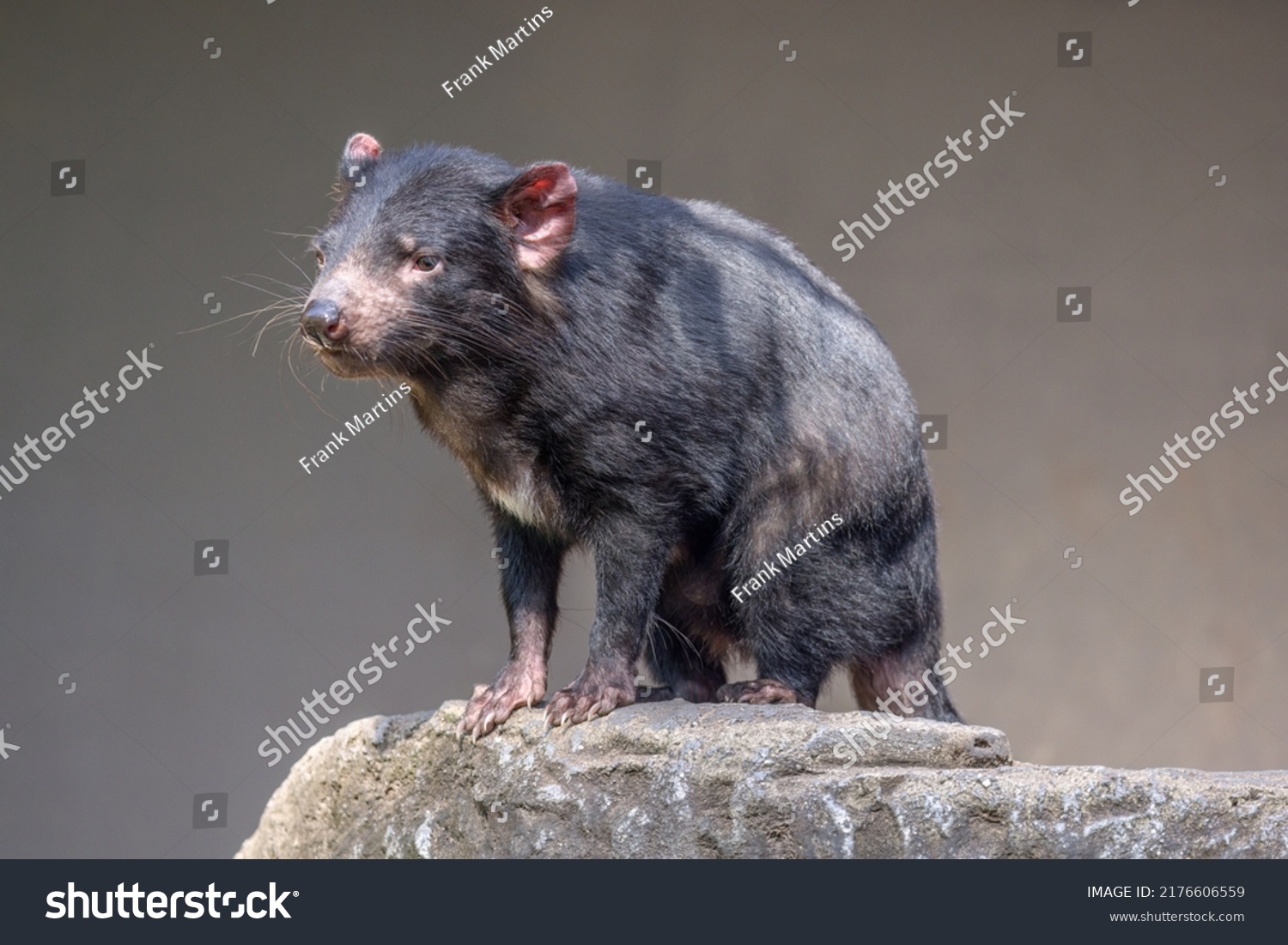 Tasmanian Devil (Sarcophilus harrisii) standing and contemplative. These  native Australian marsupials have been declared an endangered species. They are the world’s largest carnivorous marsupials. #2176606559