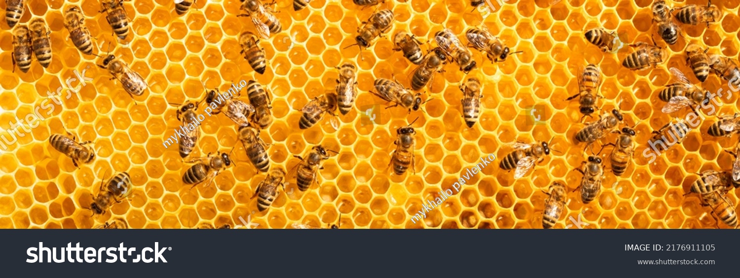 Honey bees store nectar on honeycombs. Wax, perga pollen and honey. #2176911105