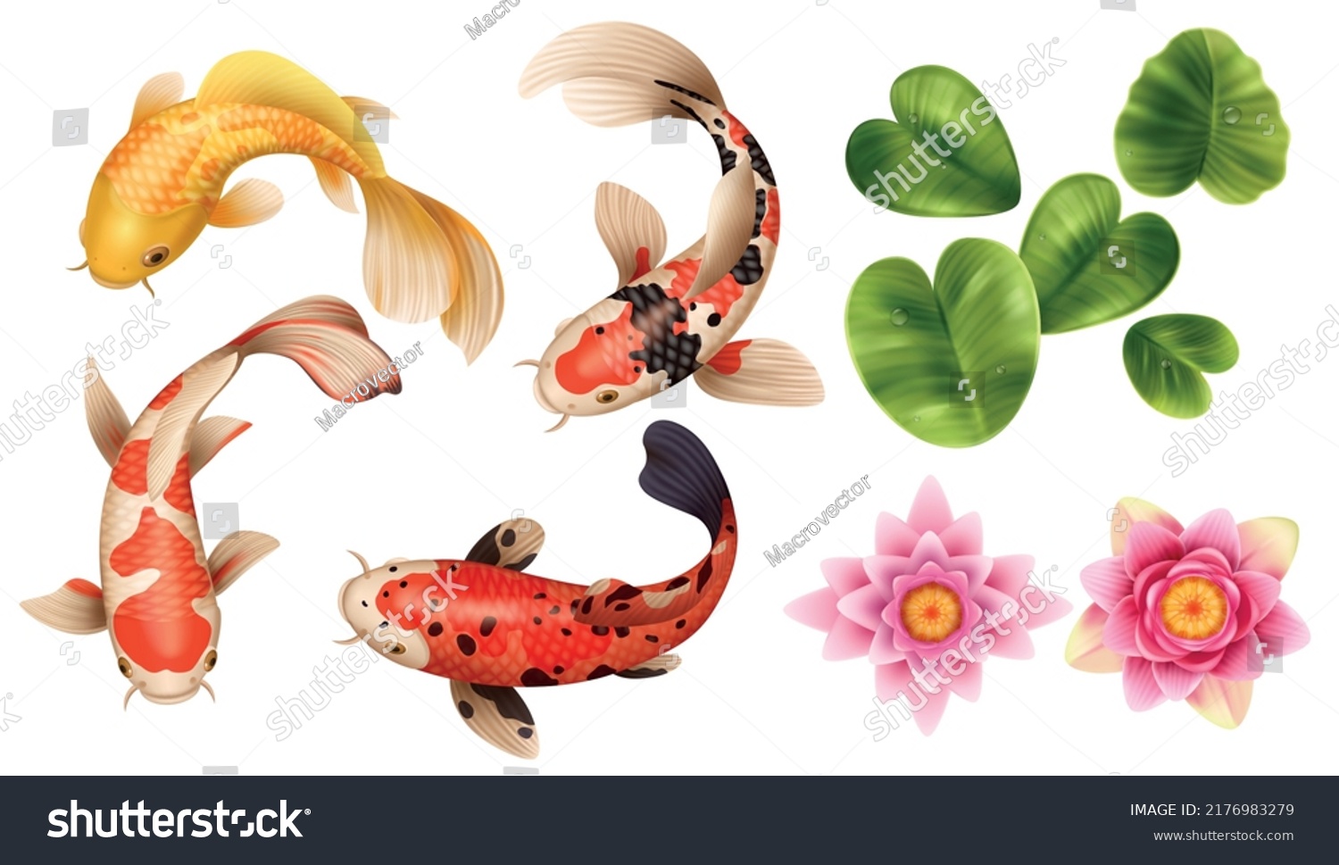 Realistic Drawing Koi Fish Lotus Set With Royalty Free Stock Vector