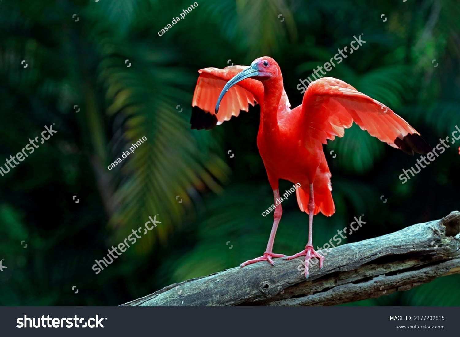 Closeup of scarlet ibis with wings wide open on tree trunk over dark forest background. Brazil #2177202815