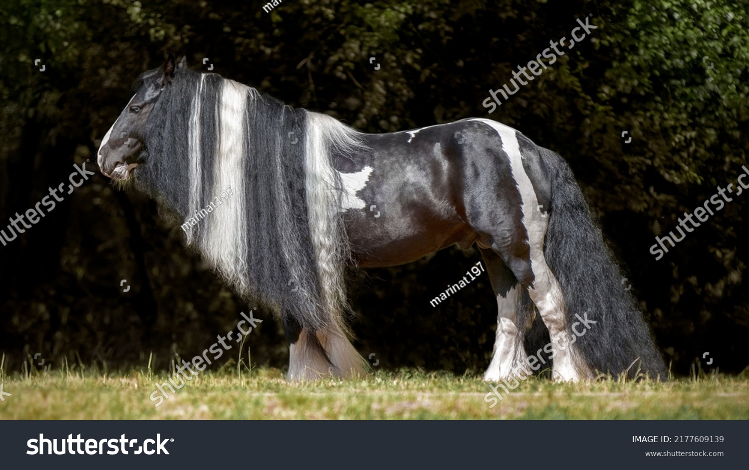 Magnificent Tinker horse with a beautiful mane. Thoroughbred Skewbald  harness gypsy horse. Summer light. Equestrian sports #2177609139