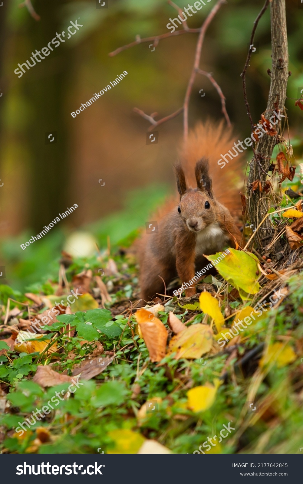 A red squirrel sits among fallen leaves. Fluffy little playful squirrel. Multicolored leaves. Autumn, park, recreation areas, family recreation, green tourism. Nature and environment protection. #2177642845