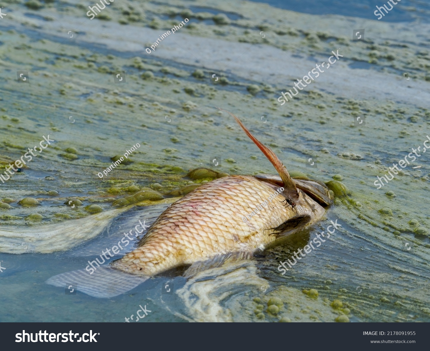 Dead fish floating in algae bloom.Water pollution #2178091955