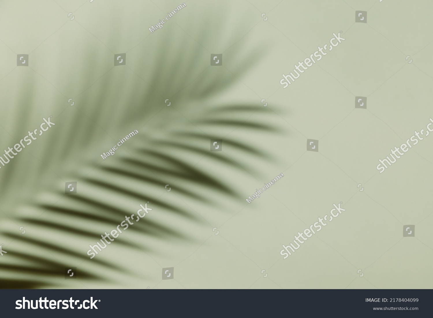 Palm leaf shadow on a green wall background. Olive color stylish flat lay with trendy shadow and sun light #2178404099