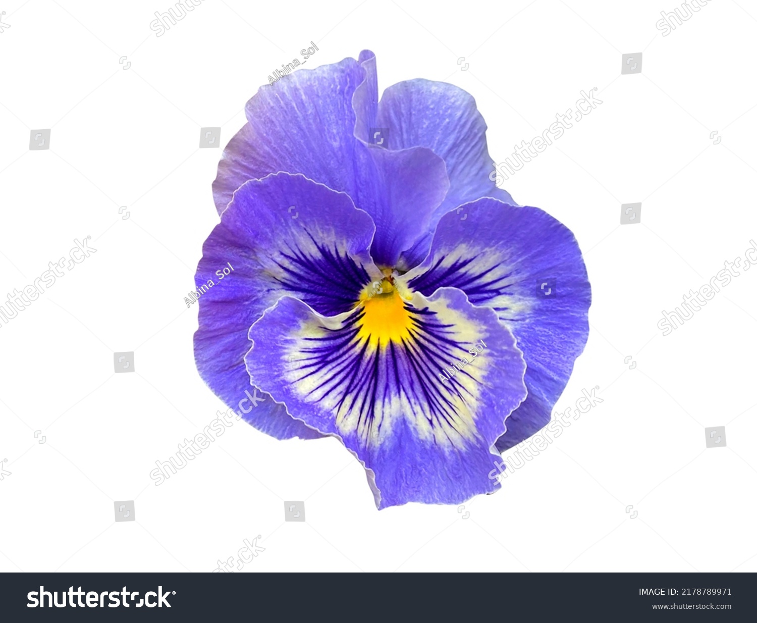 Closeup blue pansy flower isolated on white background. Bright heartsease garden icon. Blooming Viola wirttrockiana plants cut out element for design. Viola cornuta Hansa in bloom close up cutout #2178789971