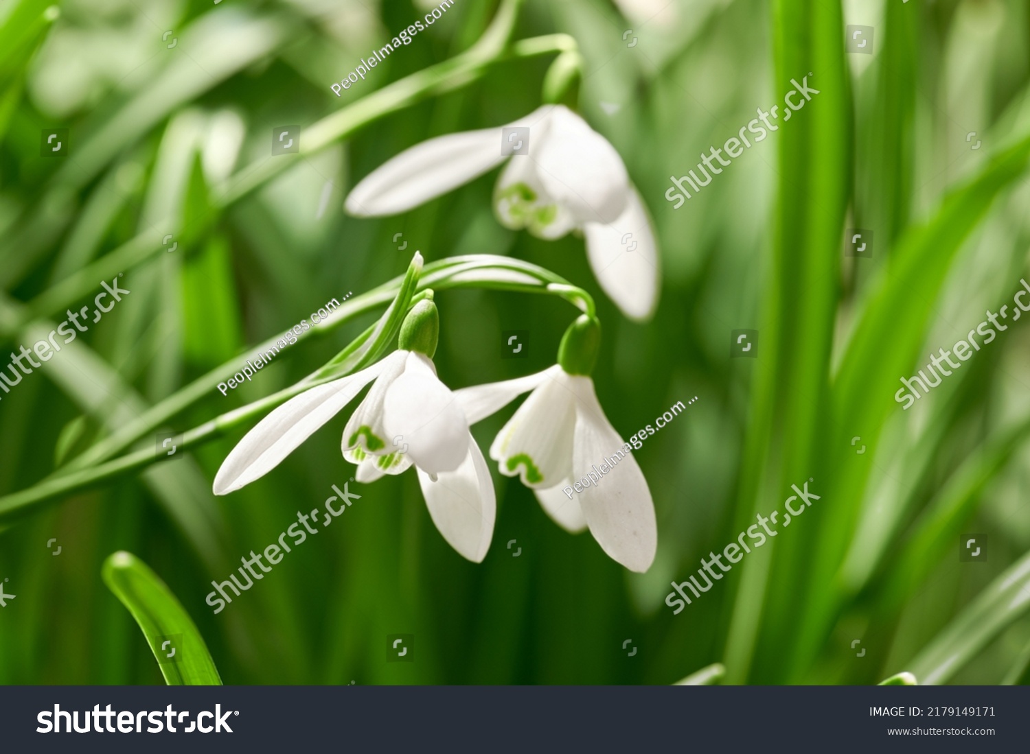 Closeup of snowdrop flowers blossoming in a meadow against blurred green background. Delicate white blooms growing in a garden or forest in spring. Galanthus nivalis stems and leaves with copy space #2179149171