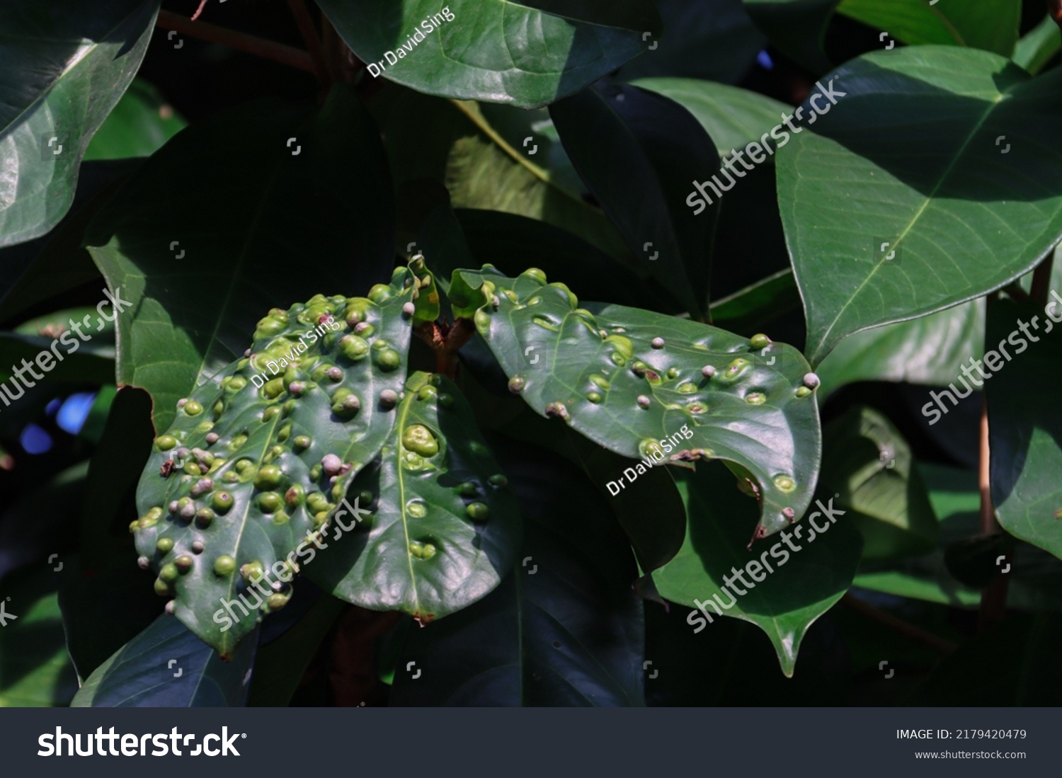 A 40-year-old Jambu tree has LEAF GALLS which are little bumps on leaves resembling pimples. They may be caused by pests, bacterial, or fungal organisms. Their colour may be green, bright pink or red. #2179420479