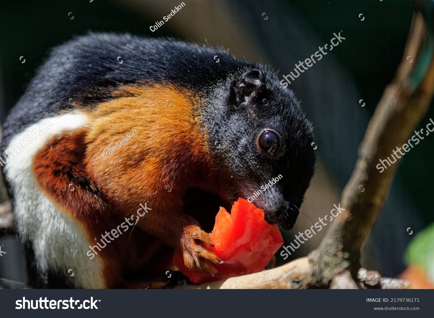 Indian Giant Squirrel (Ratufa indica)Adult - Royalty Free Stock Photo ...