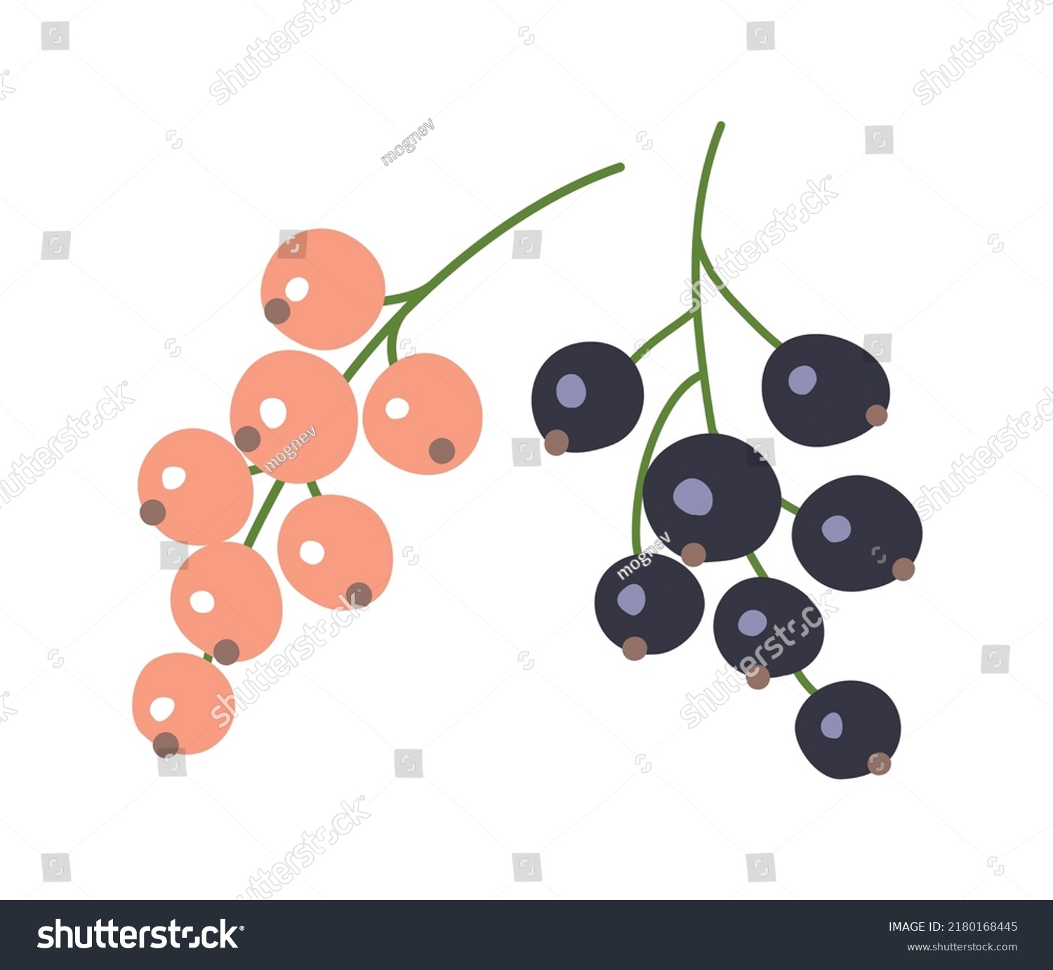 Bunch of white and black currants. Ripe fresh berry. Summer harvest. Healthy food rich in vitamins. Sweet delicious dessert. Jam ingredient. Flat vector illustration isolated on white background #2180168445