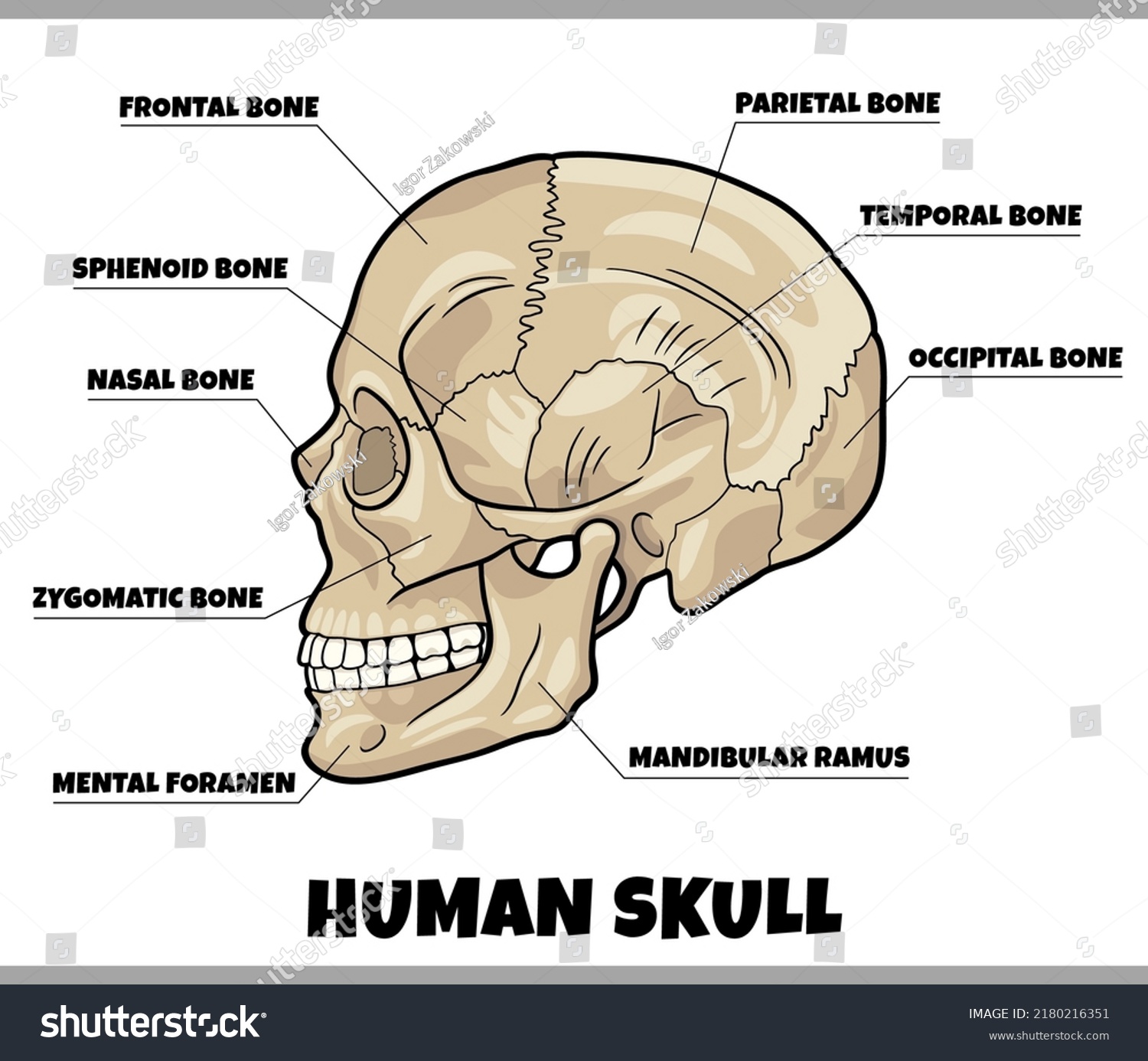 Illustration Of Human Skull Bones Anatomy Royalty Free Stock Vector