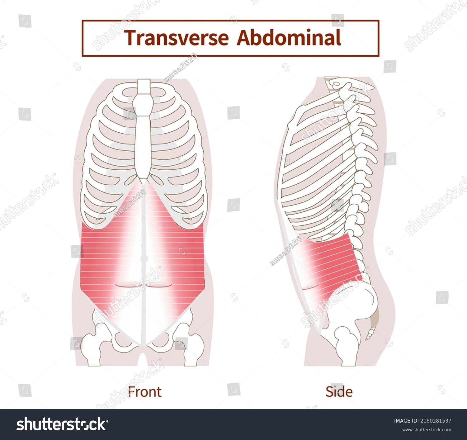 Transversus Abdominis Muscle Illustration Of - Royalty Free Stock ...