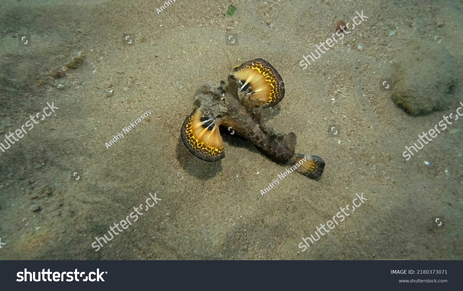 Demon Stinger walks on sandy bottom. Bearded Ghoul, Sea Goblin or Devilfish (Inimicus didactylus) Red sea, Egypt #2180373071