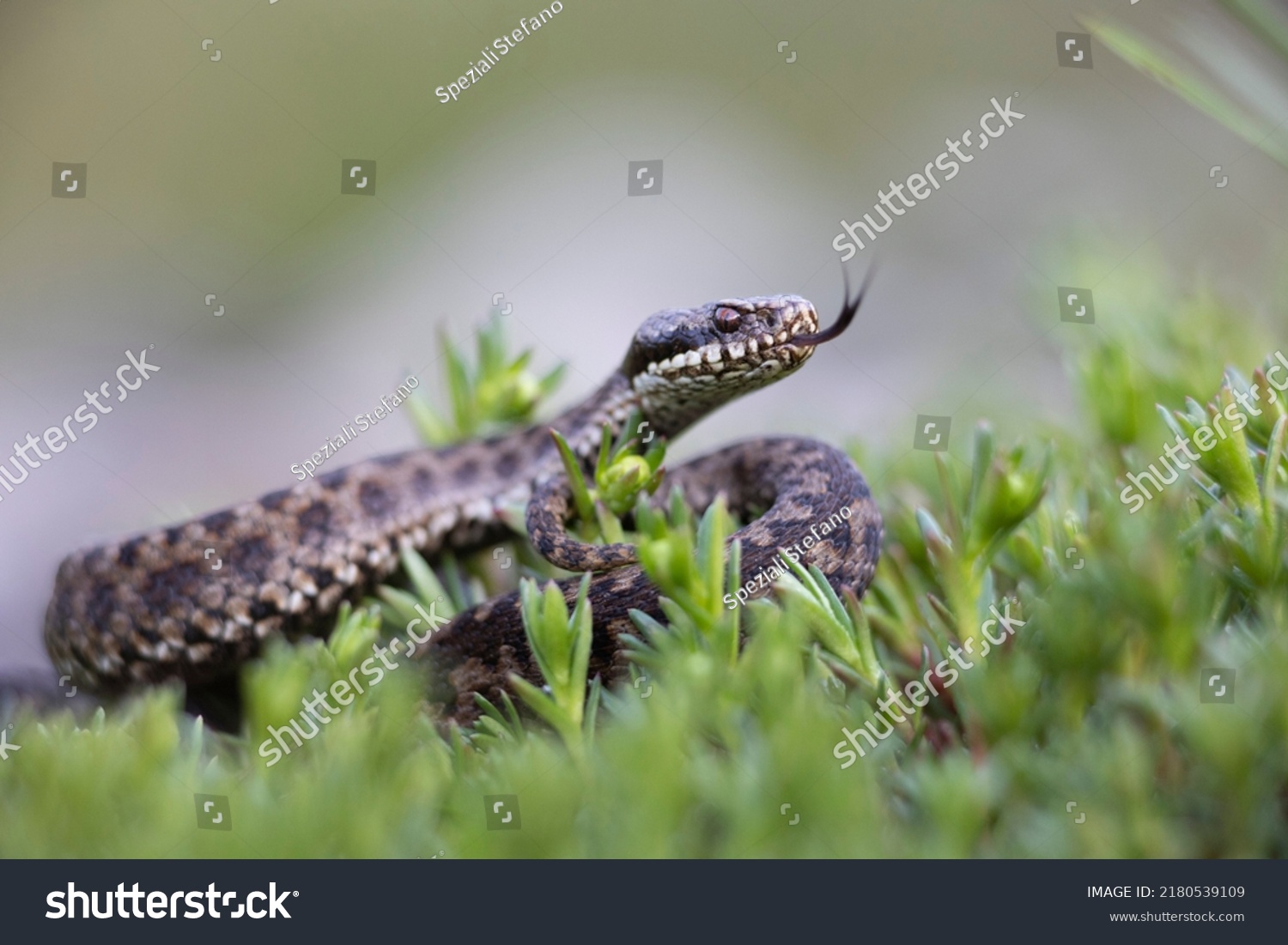 Vipera berus, the common European adder or common European viper, is a venomous snake that is extremely widespread and can be found throughout most of central and eastern Europe #2180539109