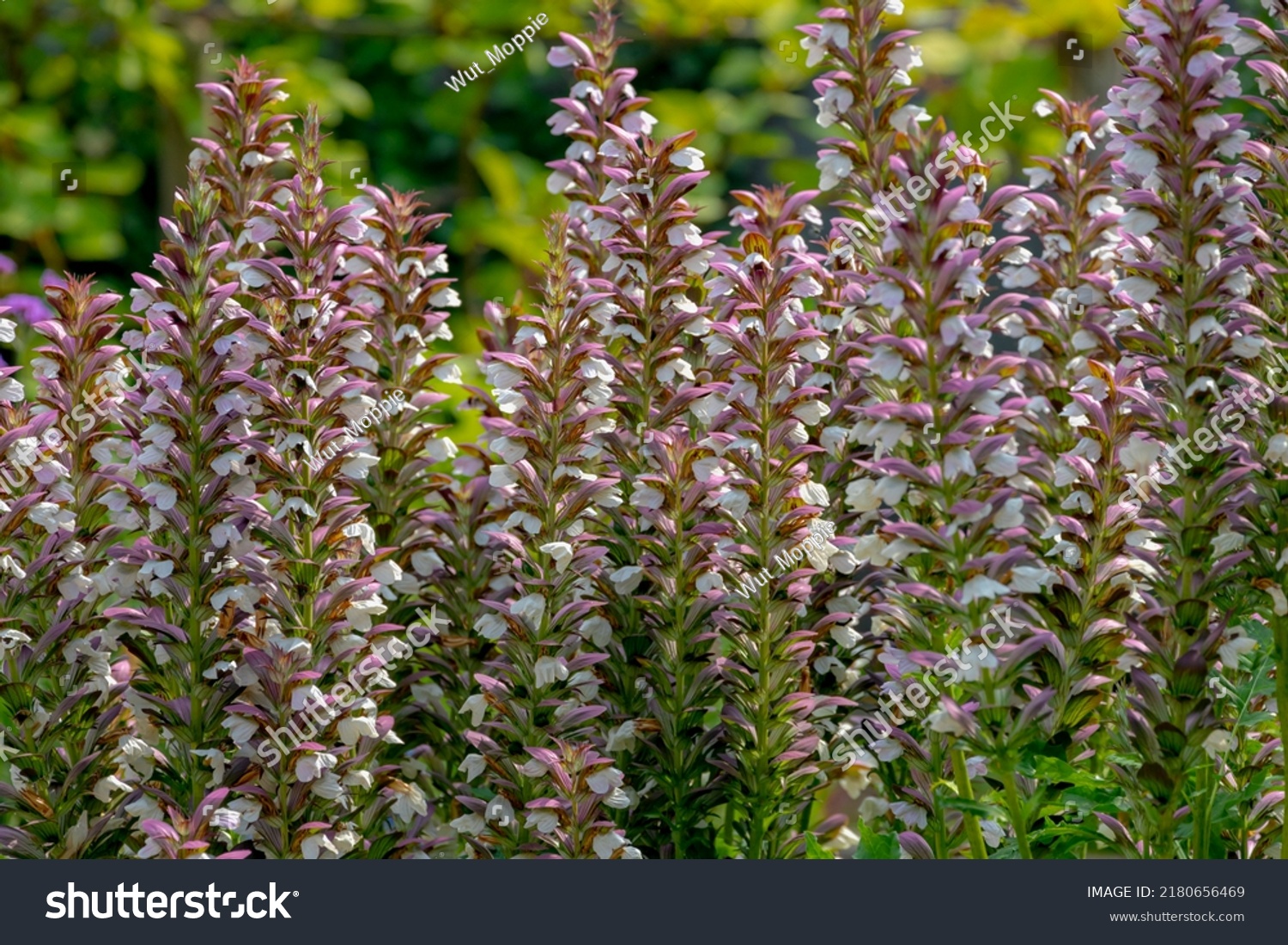 Selective focus of flower Acanthus spinosus in the garden with green leaves, The spiny bear's breech is a species of flowering plant in the family Acanthaceae, Nature floral background. #2180656469