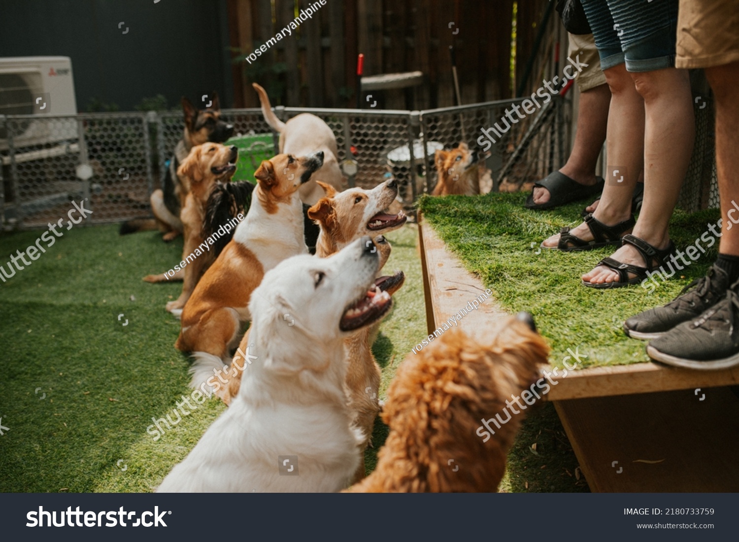 Dogs at doggy day care playing #2180733759
