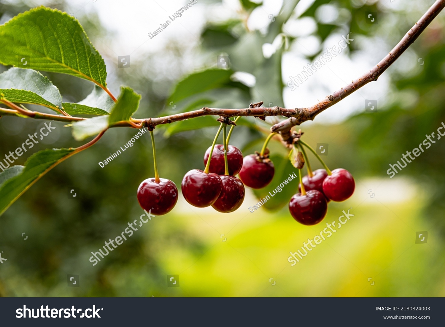 Ripe cherries hanging on a cherry tree branch against green background. Fruits growing in organic cherry orchard on a sunny day #2180824003