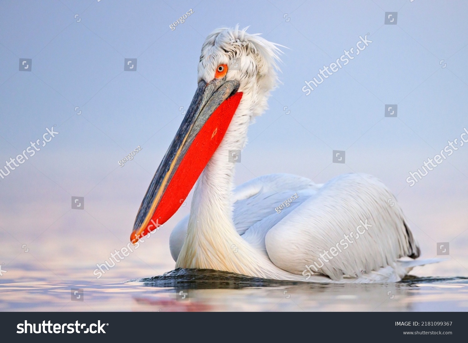 The Dalmatian pelican (Pelecanus crispus) #2181099367