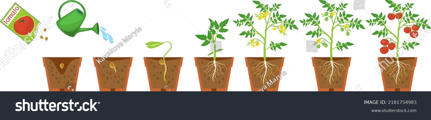 Life cycle of tomato plant. Growth stages from seeding to flowering and fruiting plant with ripe red tomatoes and root system in flower pot isolated on white background #2181754983