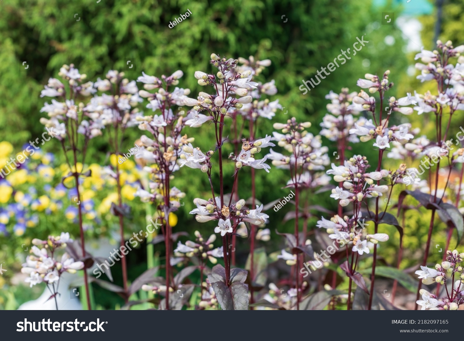 White flowers of Penstemon digitalis in the garden. #2182097165