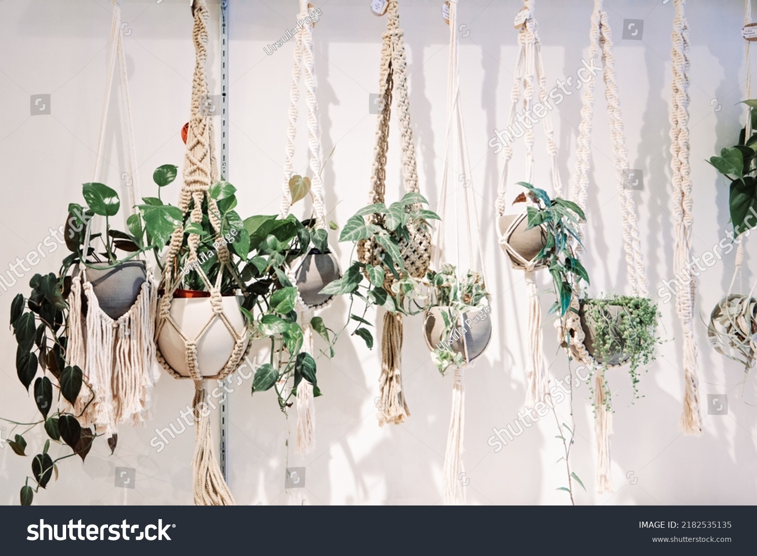 a row of hanging plants in bonehmian boho macrame plant holders against a white wall. #2182535135