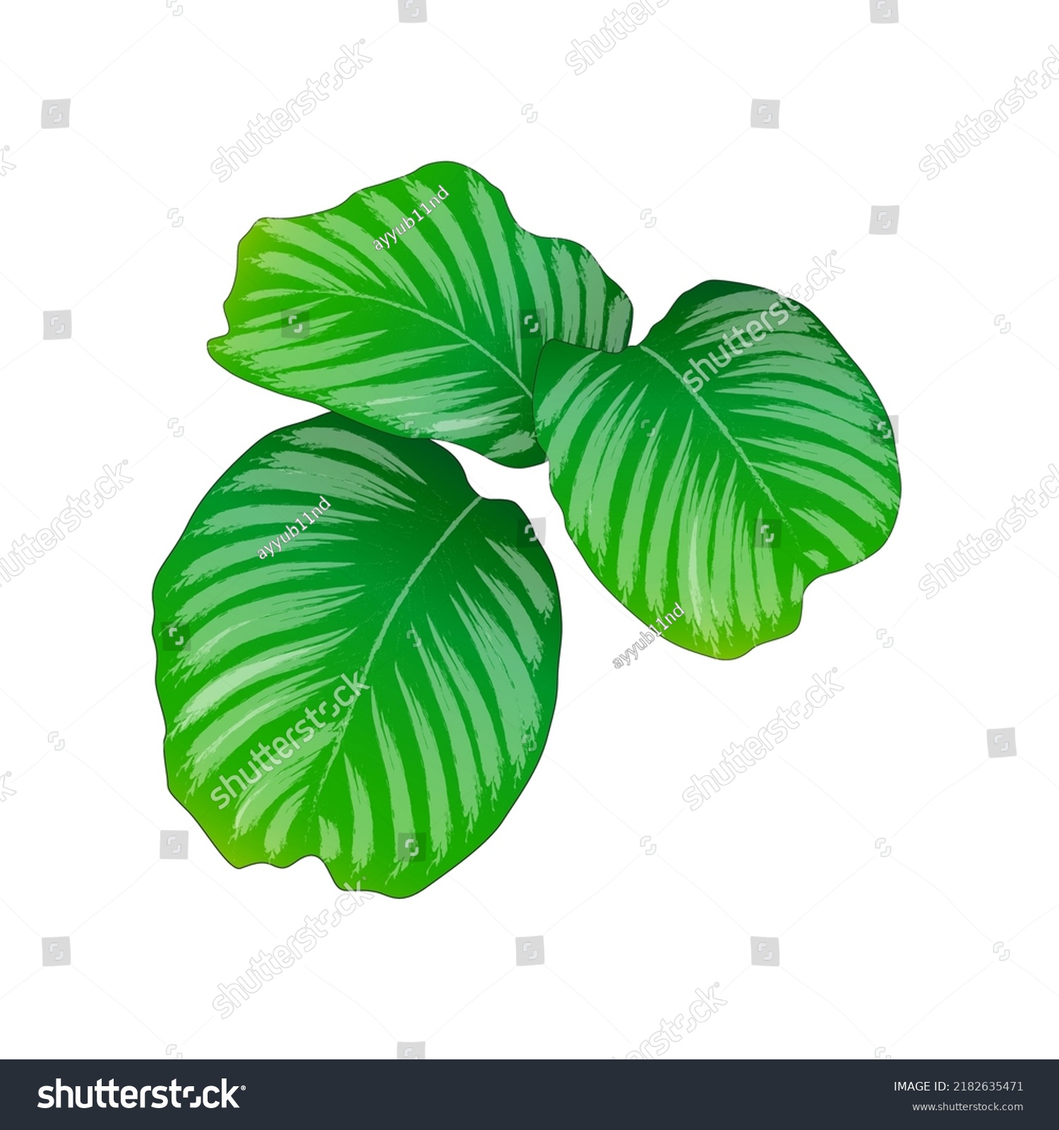 calathea orbifolia with a predominance of green and white. orbifolia is identical to its large leaves #2182635471