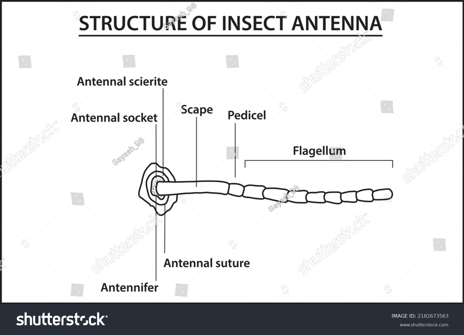 The diagram of the insect antenna. insect Royalty Free Stock Vector