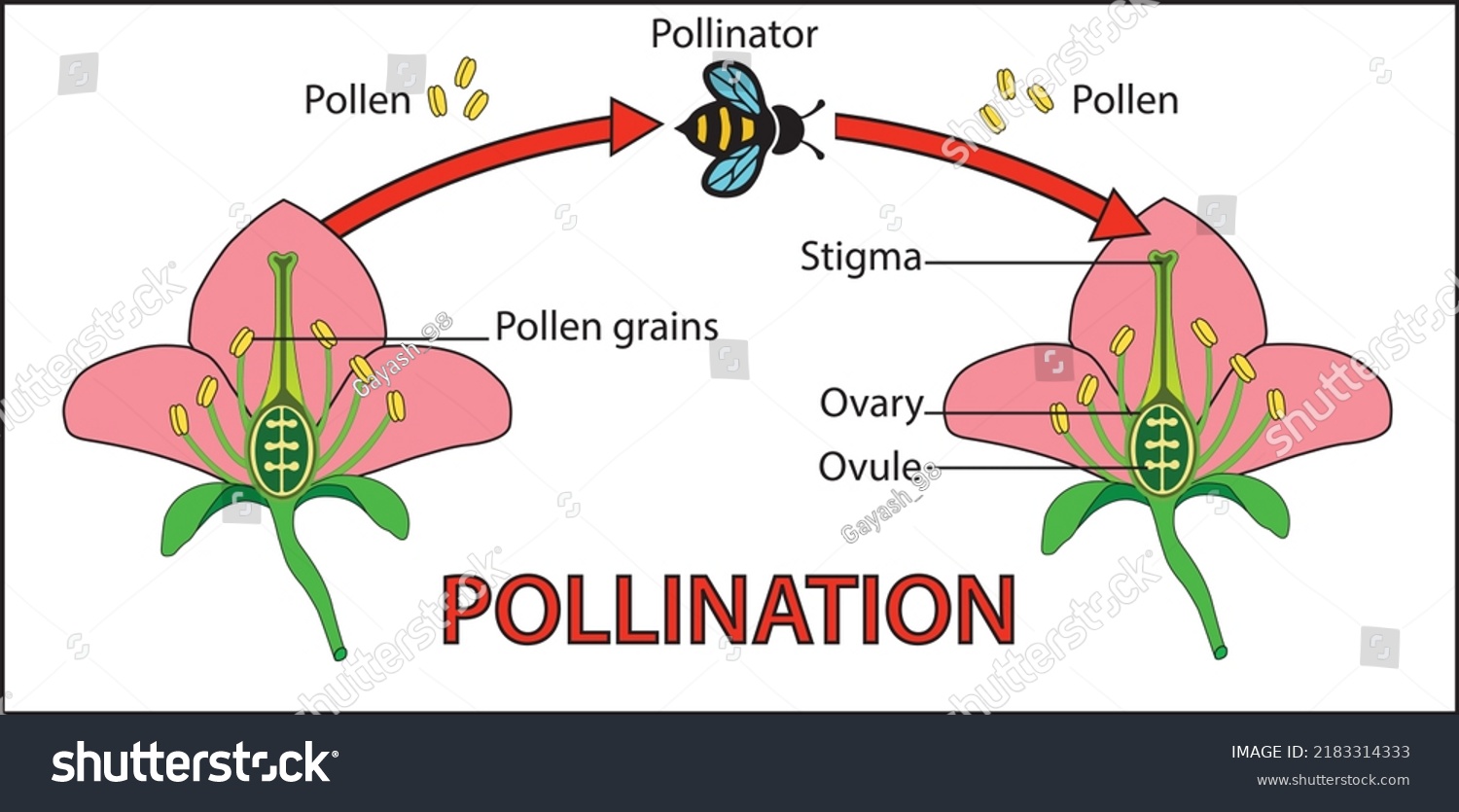 Pollination is the act of transferring pollen - Royalty Free Stock ...