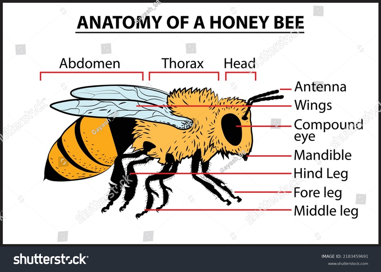 Anatomy of honey bee, Parts of honey bee, A - Royalty Free Stock Vector ...