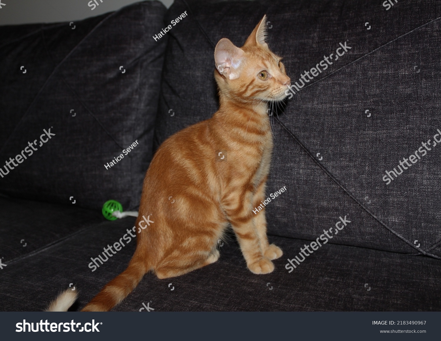 close-up shot of a playful orange fluffy kitten on couch, photo of an orange fluffy tabby kitten, folded paw, curled paws #2183490967