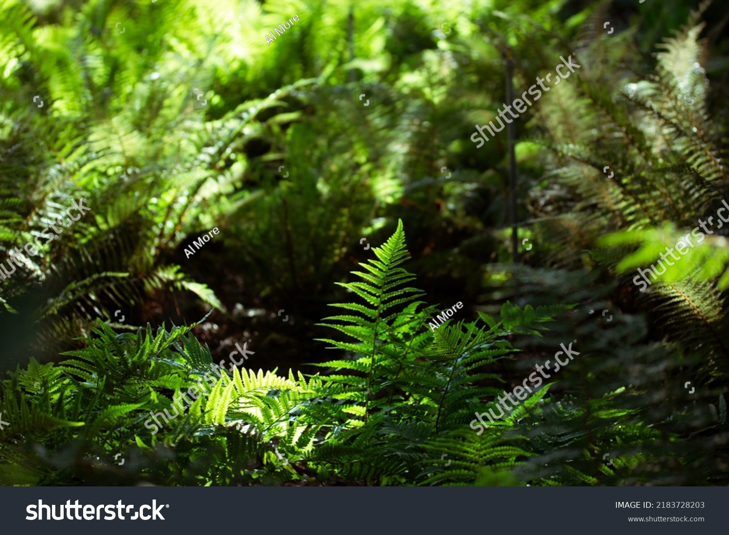 Overgrown green fern leaves deep in the woods on a sunny summer day. The fresh foliage natural backdrop. Fronds foliage, plants growing in dark shady Polypodiaceae forest. Shallow depth of fields.  #2183728203