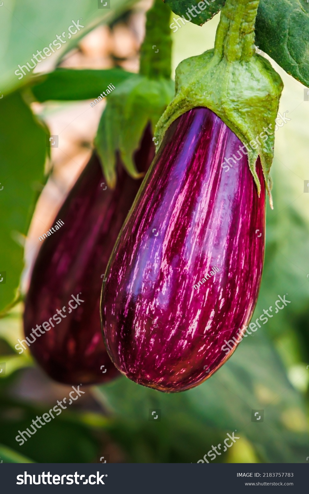 Striped eggplant fruits. Aubergine eggplant plant growing in Community garden. Aubergine vegetables harvest. Gardening background with eggplant deep purple color striped with white lines #2183757783