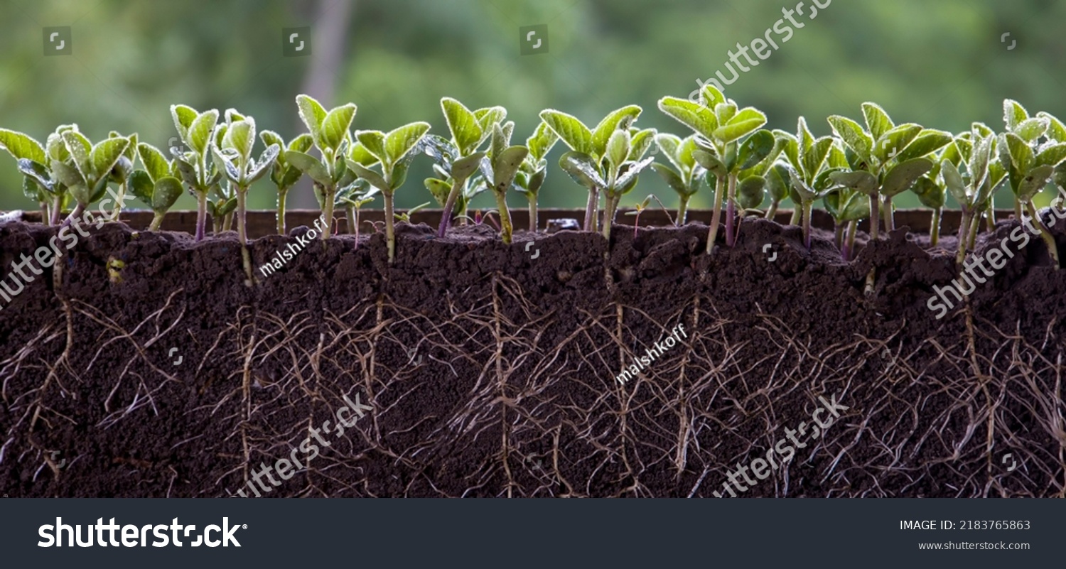 Fresh green soybean plants with roots #2183765863