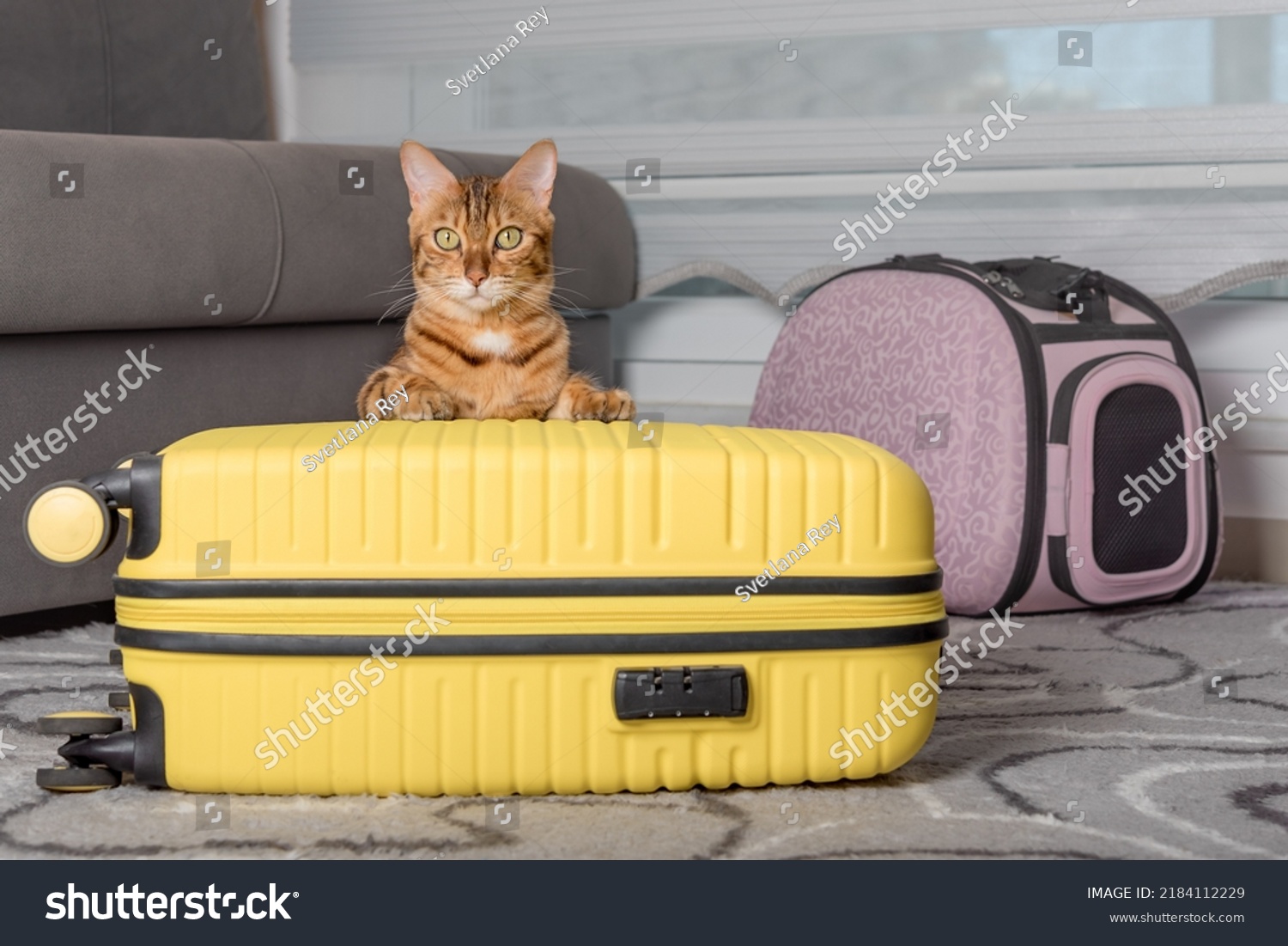 Cute bengal cat, suitcase and pet carrier indoors. Traveling with a pet. #2184112229