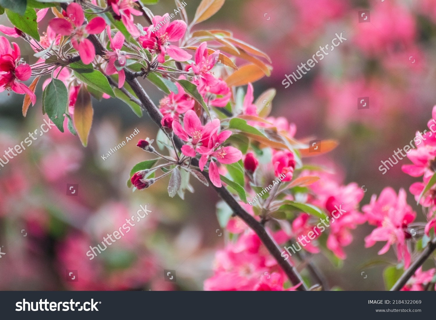 Pink apple tree blossom, big flowers on branch. Apple tree spring delicate vibrant pink flowers bloom in garden close-up with blurred background #2184322069