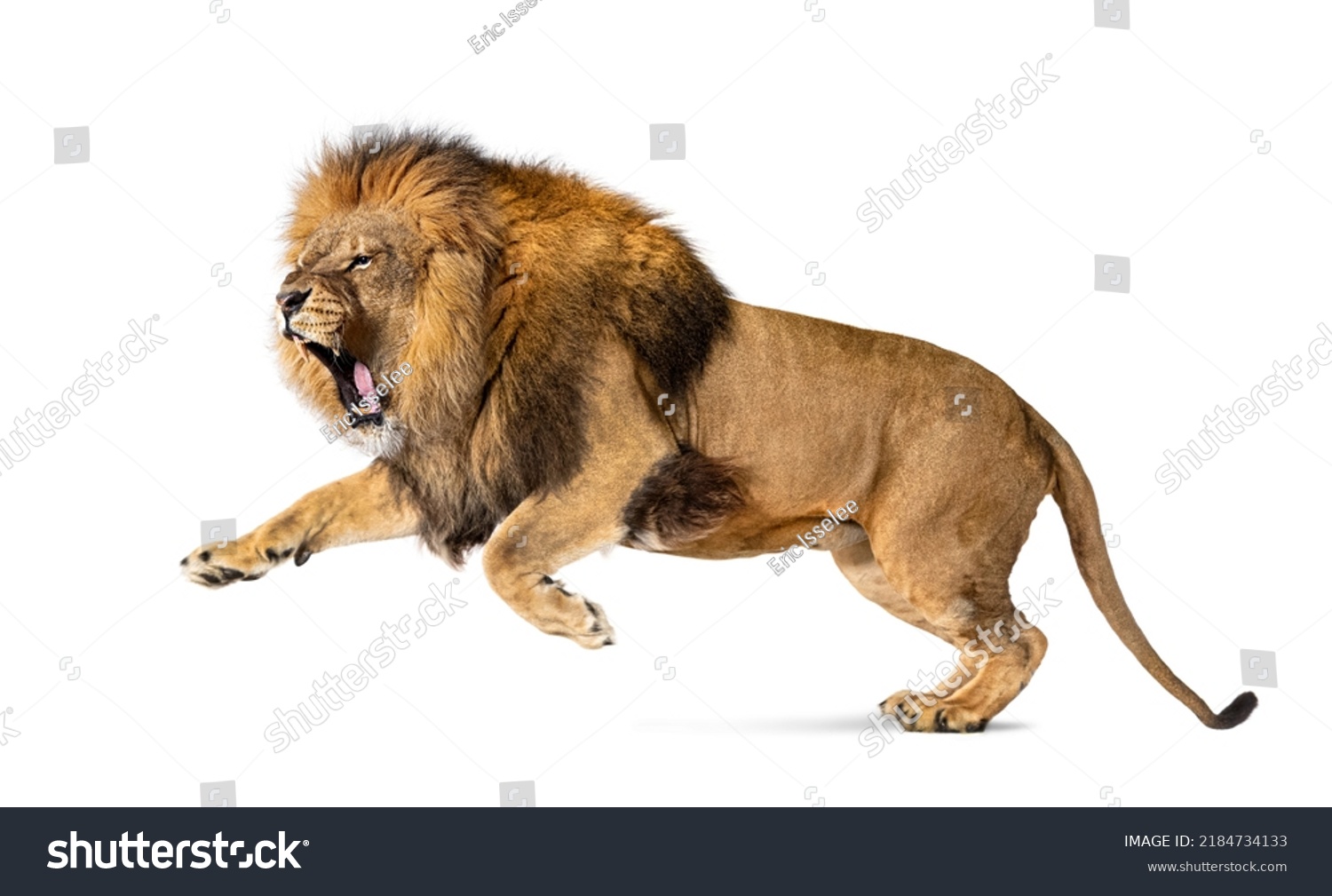 Male adult lion, Panthera leo, leaping mouth open, isolated on white #2184734133