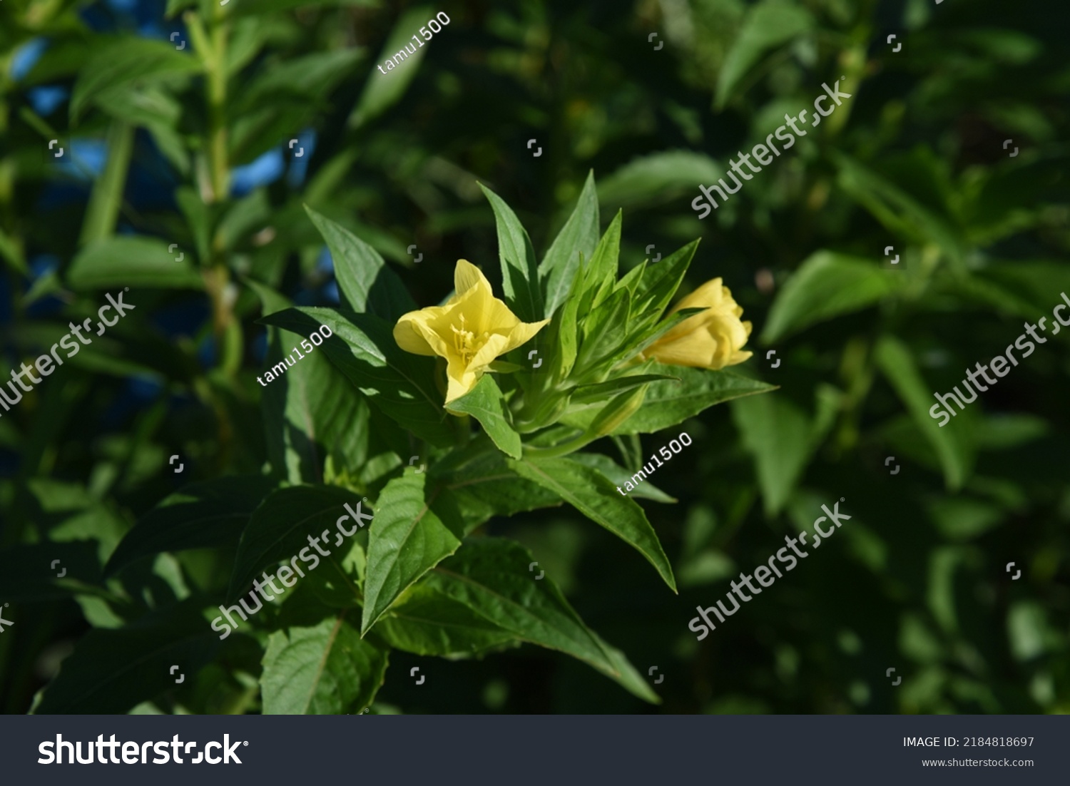 Oenothera biennis ( Common evening primrose ) flowers. Onagraceae biennial plants. Yellow four-petaled flowers bloom at night and wilt the next morning. #2184818697
