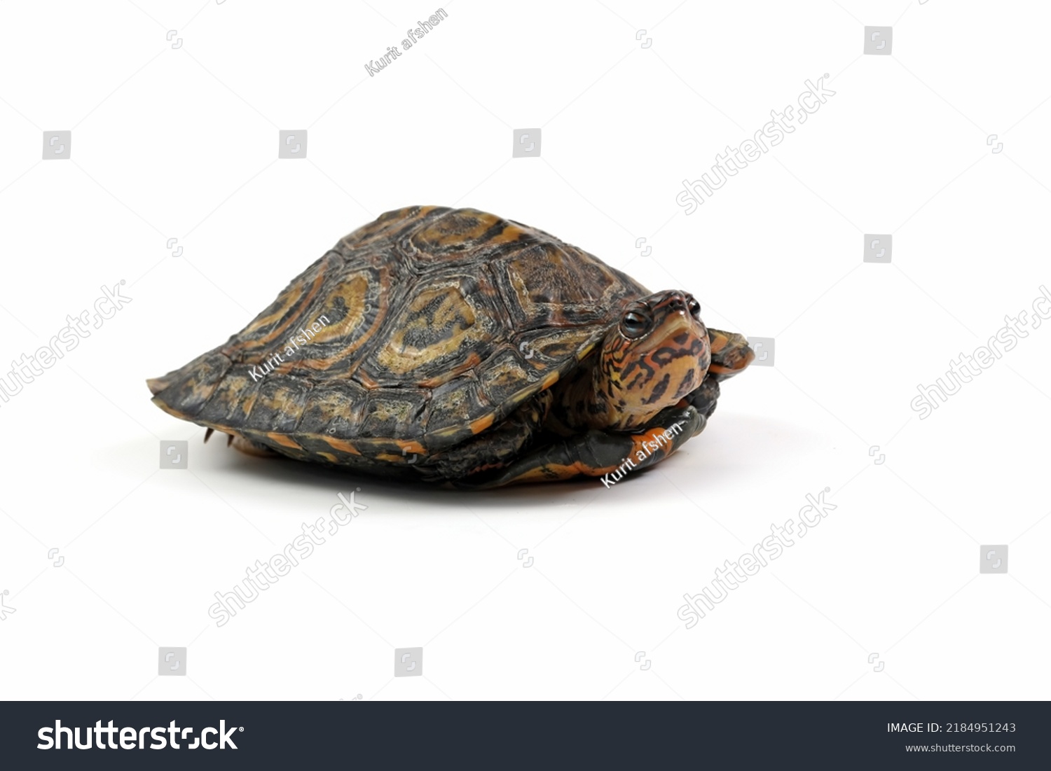 Ornate Wood Turtle closeup from side view, Ornate Wood Turtle "Glyptemys insculpta" closeup on isolated background #2184951243