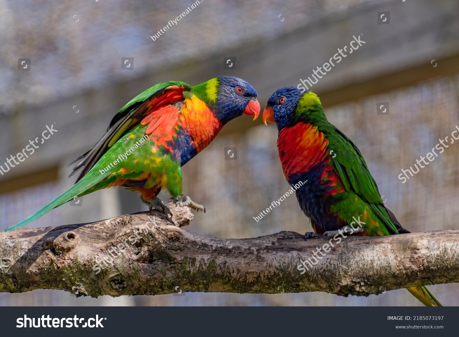 View of 2 colored dwarf parrots, which stand beak to beak on a tree branch, and look at each other in love. #2185073197