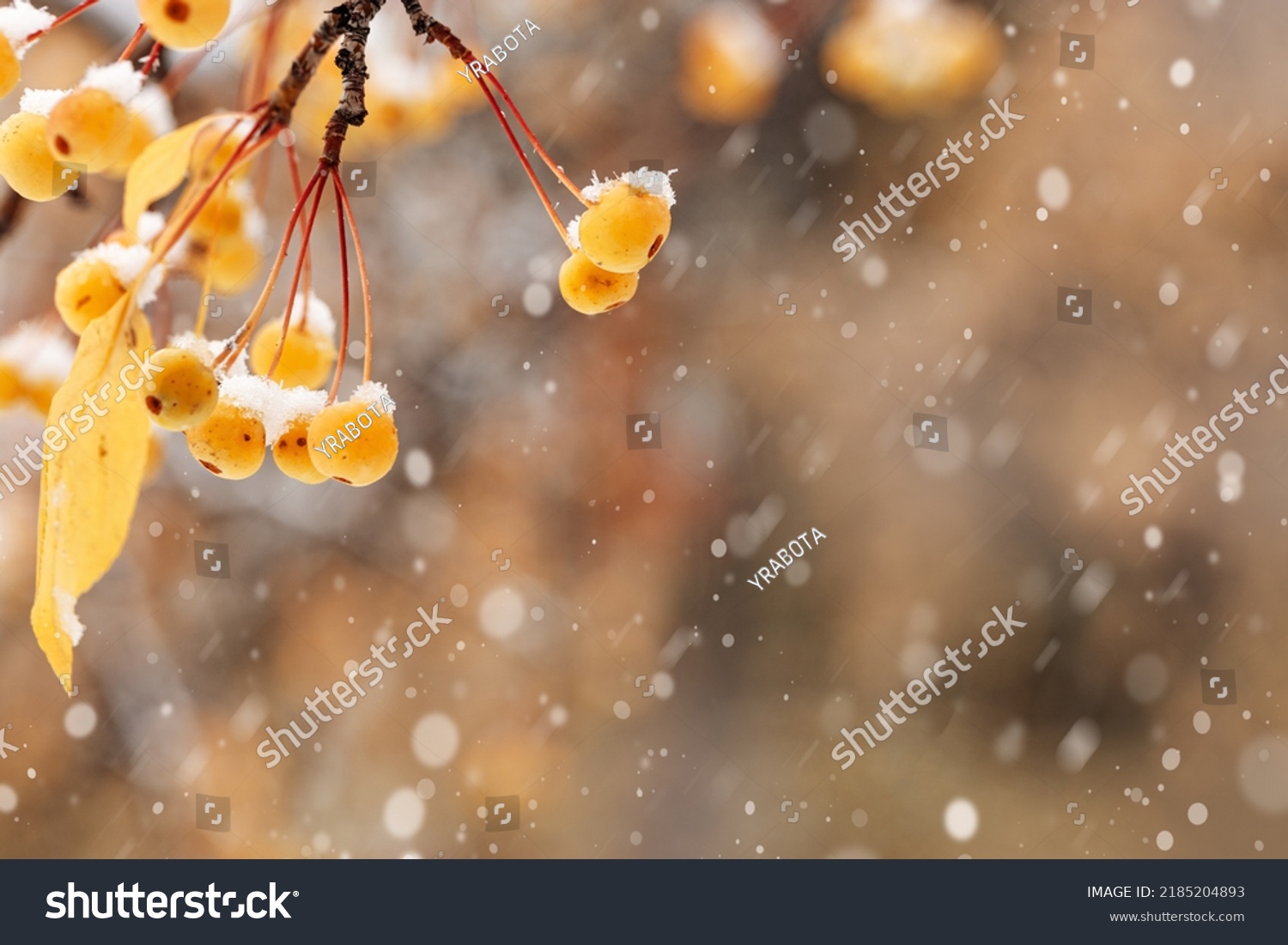 Small yellow apples on branches tree with snow. Winter or late autumn scene, beautiful nature with wild frozen berries on blurred dark background. Winer season apple trees close up and snowing #2185204893