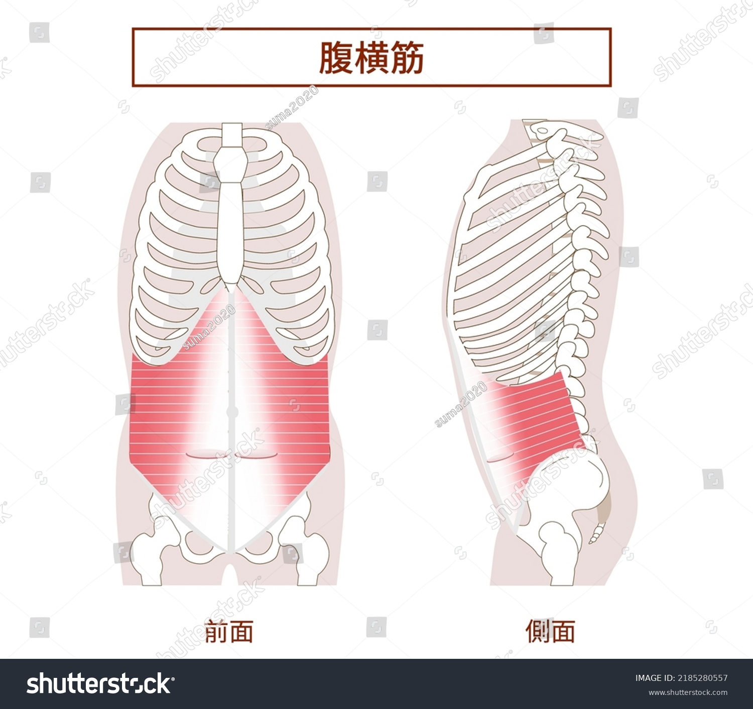 Transversus Abdominis Muscle Illustration Of - Royalty Free Stock ...