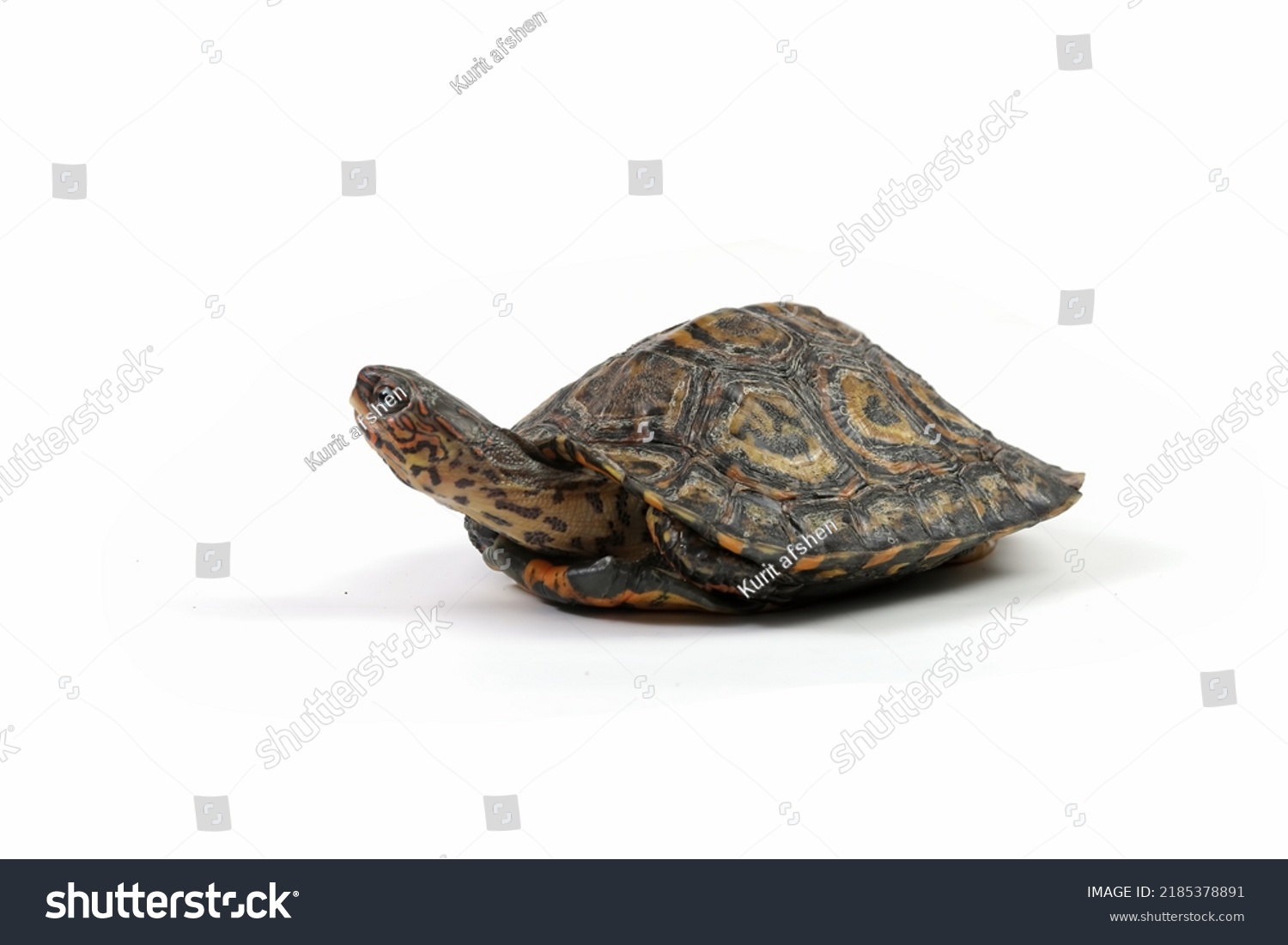 Ornate Wood Turtle closeup from side view, Ornate Wood Turtle "Glyptemys insculpta" closeup on isolated background #2185378891