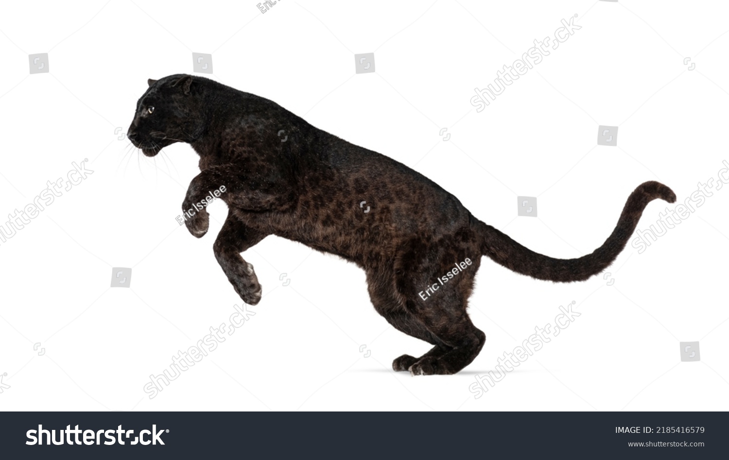 Black Spotted leopard, panthera pardus, leaping, isolated on white #2185416579