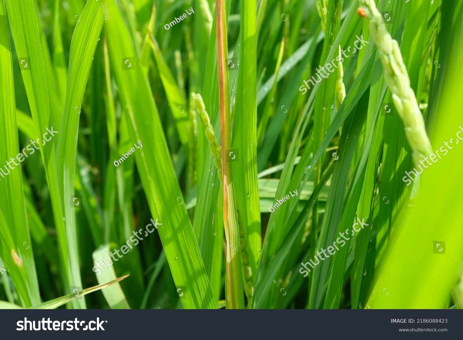 Rice Bacterial Blight. Bacterial Blight Infected - Royalty Free Stock ...