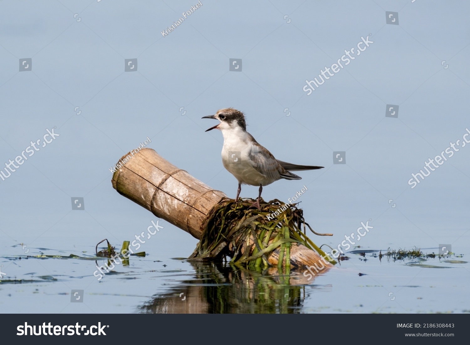 Close-up of a sitting juvenile whiskered tern with beautiful blue background on a sunny day during springtime #2186308443
