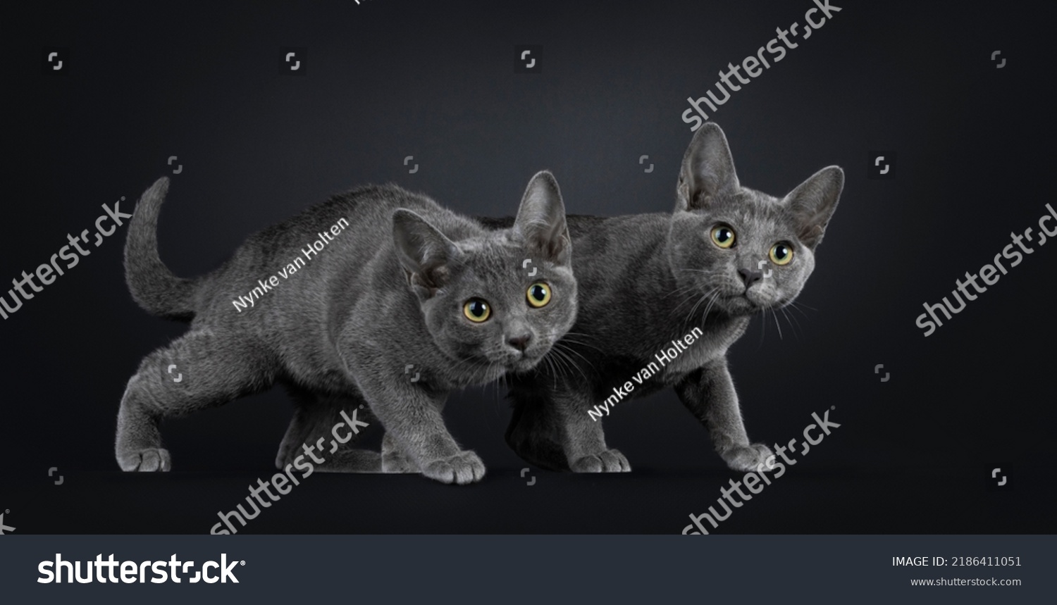 Duo of Korat cat kittens, walking curiously hunting style towards camera. Isolated on a black background. #2186411051