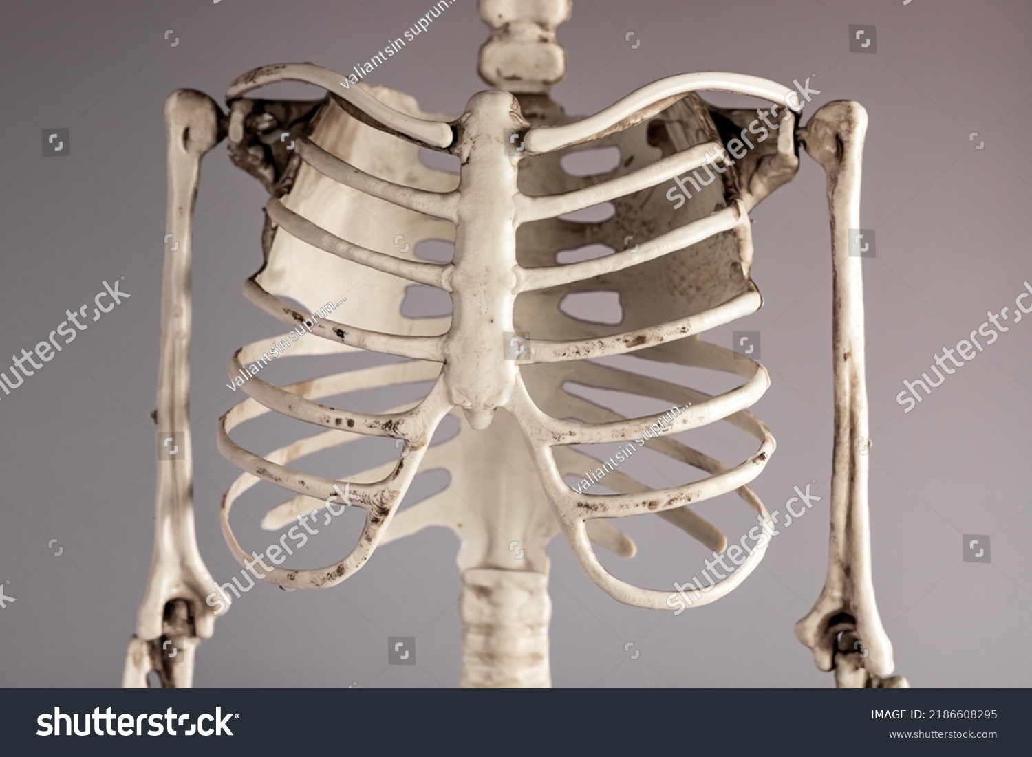 Human skeleton chest bones. Rib cage, spine. Skeletal system anatomy, body structure, medical education concept. High quality photo #2186608295
