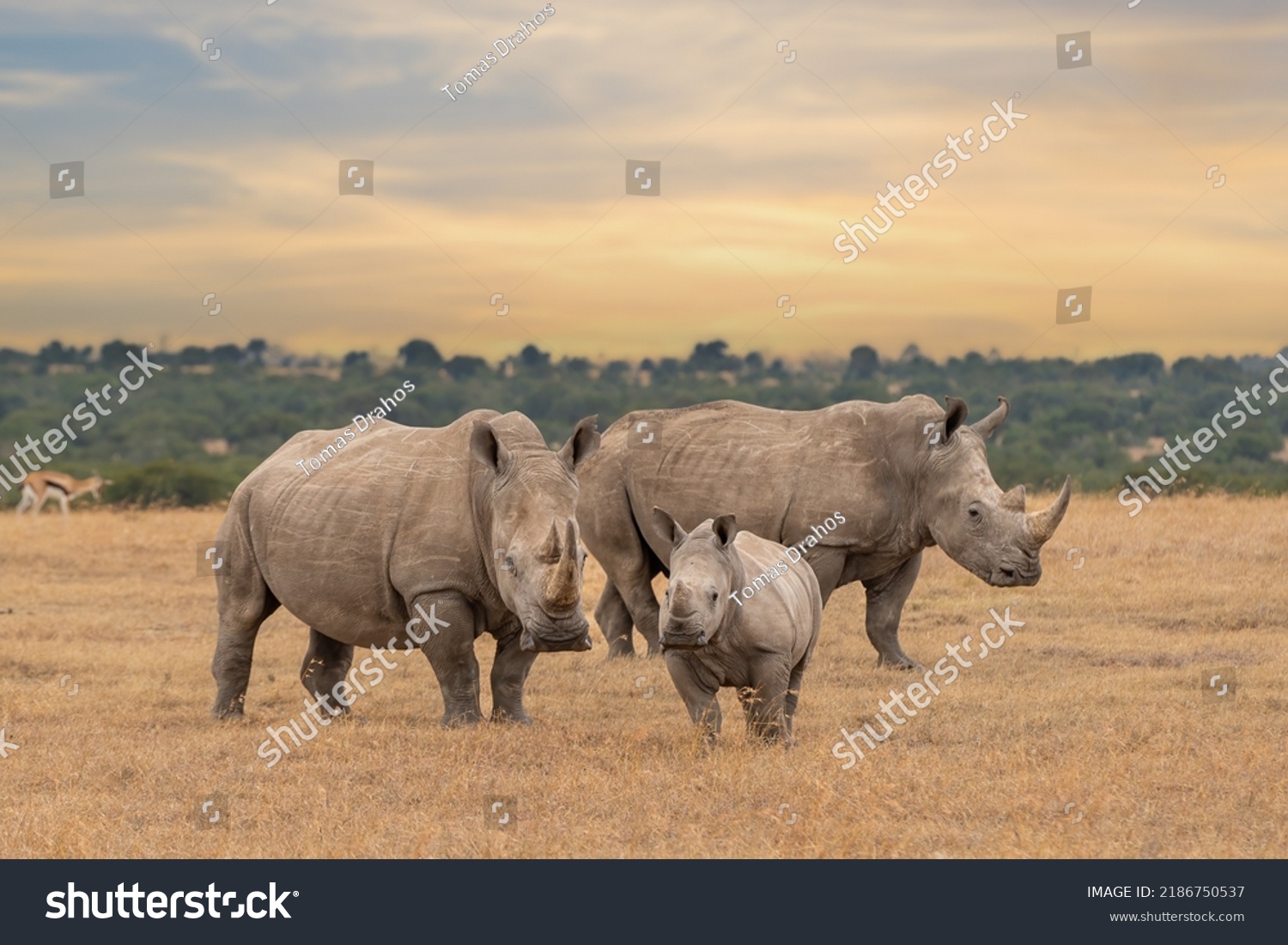 White rhino family during the sunset, square-lipped rhinoceros, Ceratotherium simum, Ol Pejeta Conservancy, Kenya, East Africa #2186750537